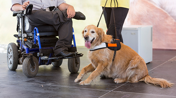 Service Animals: 10 Questions Answered